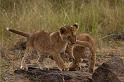 025 Kenia, Masai Mara, leeuwen